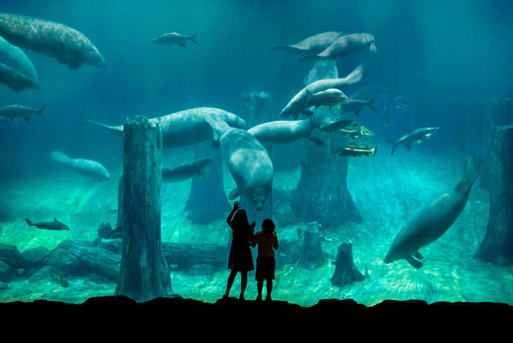 River Wonders Admission Ticket
