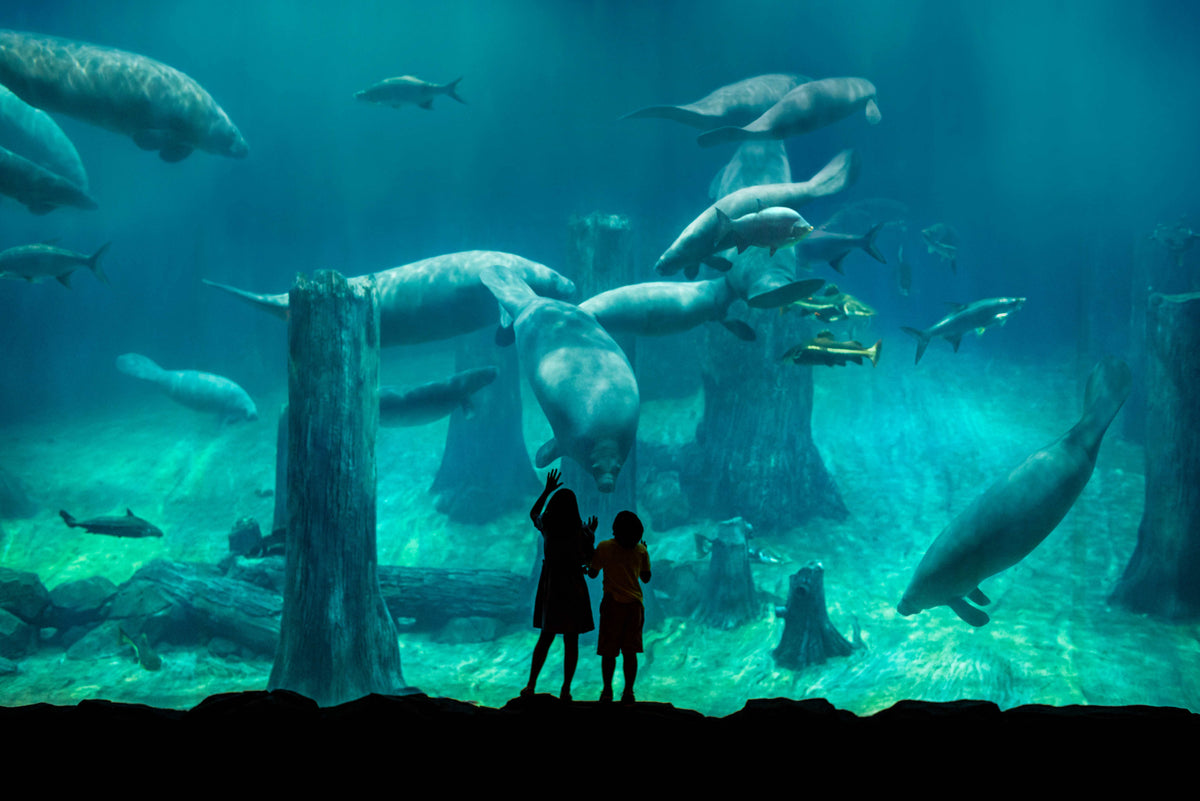 River Wonders Admission Ticket