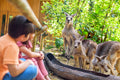 Singapore Zoo Admission Ticket