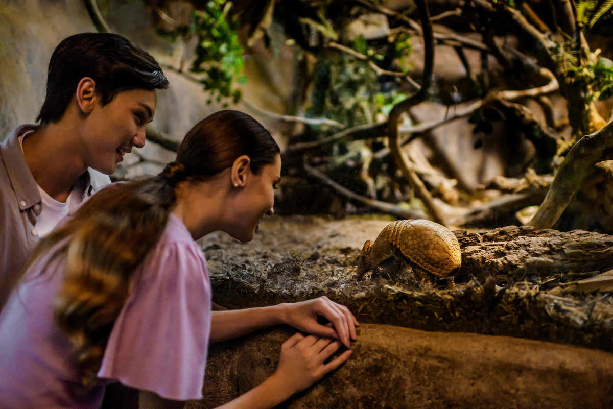 Night Safari (including Tram Ride) Admission Ticket