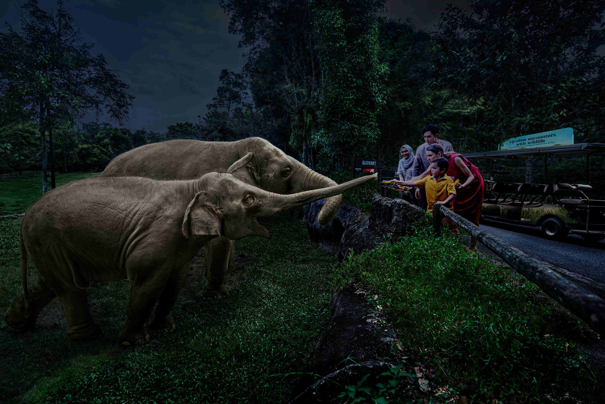 Night Safari (including Tram Ride) Admission Ticket